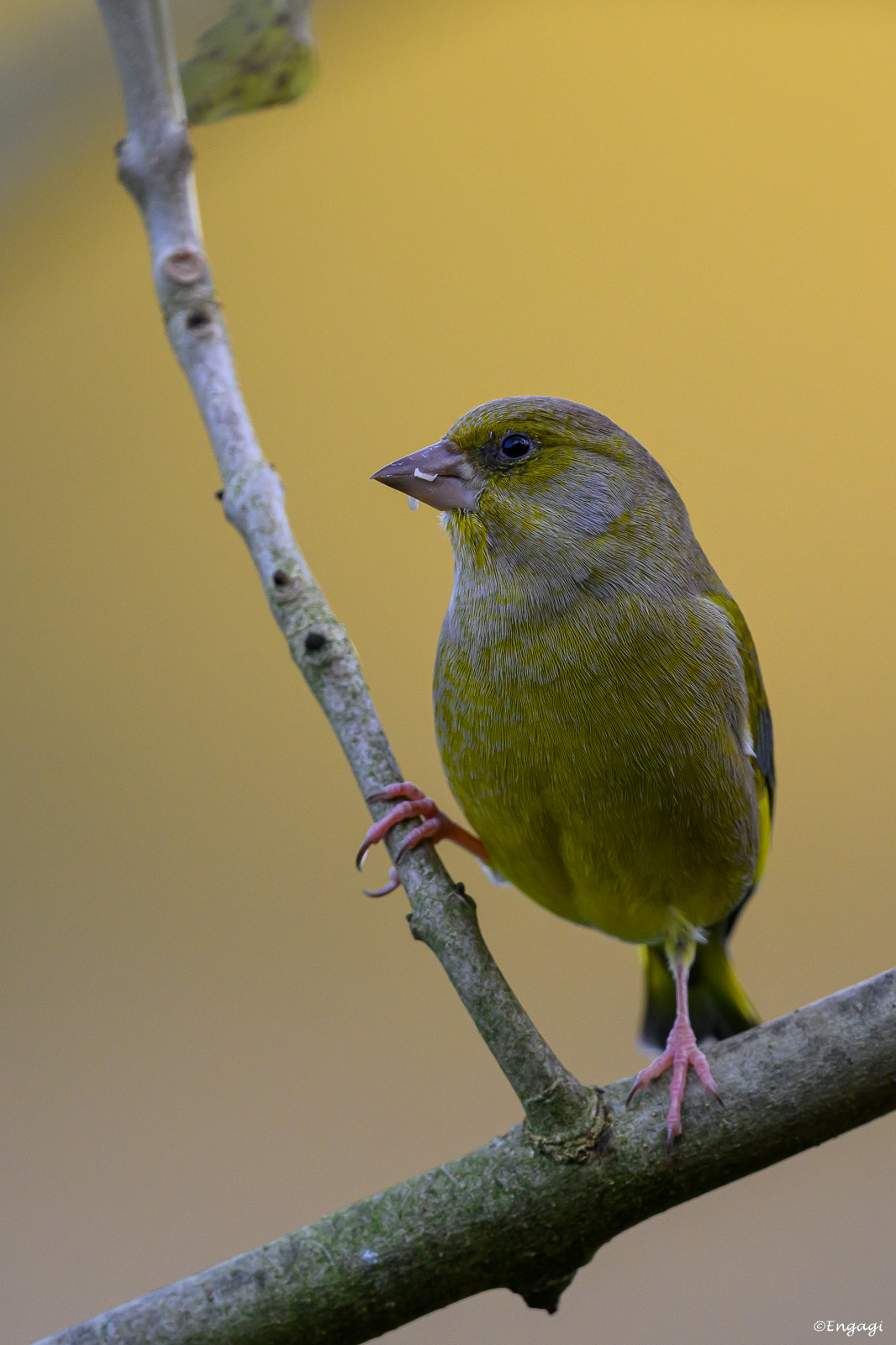 DSC_3004.jpg