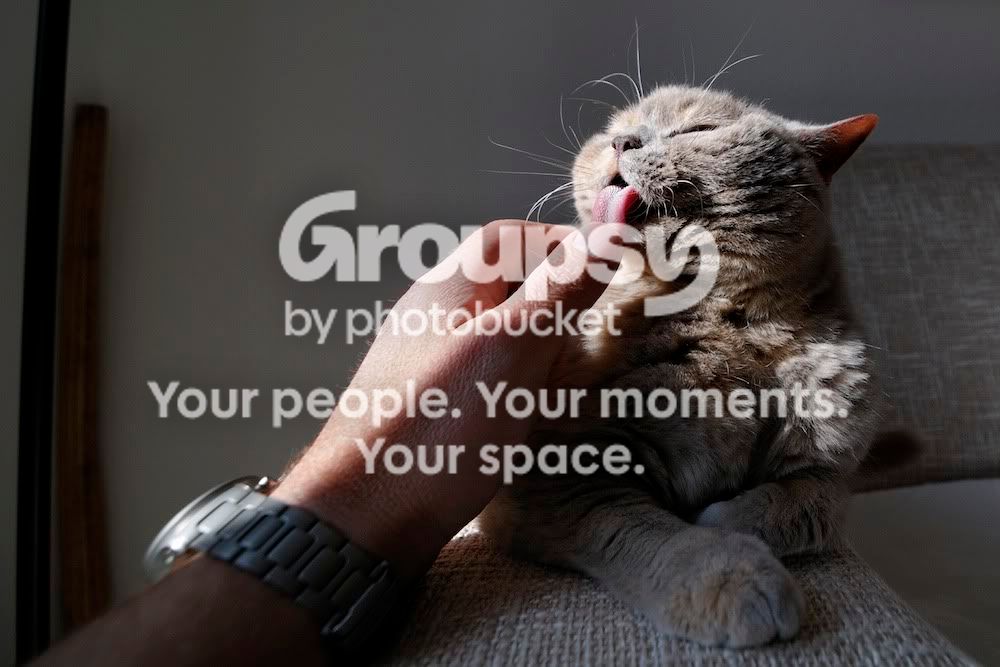 cat09_0002.jpg