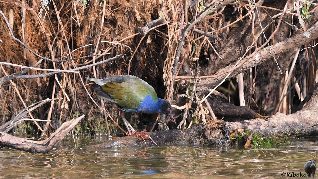 Das Bild zeigt einen Hühnervogel mit schwarzem Kopf, blauem Hals, grünbraunen Flügeln, schwarzen Schwanz und großen roten Füßen auf einer Baumwurzel am Ufer.