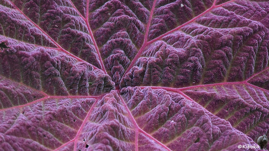 Das Bild zeigt eine Detailaufnahme eines rotvioletten Blattes. Sternfömig gehen die roten Adern des Blattes auseinander.