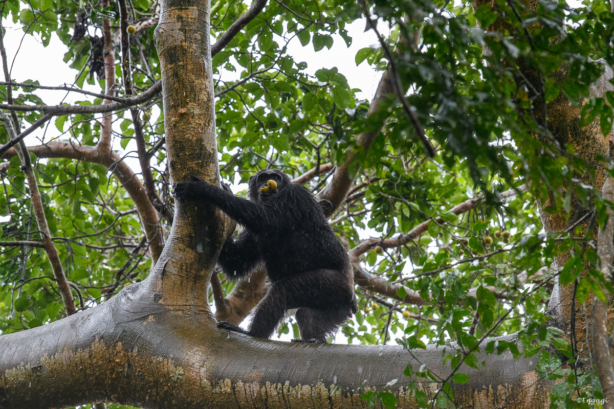 Uganda%200754.jpg