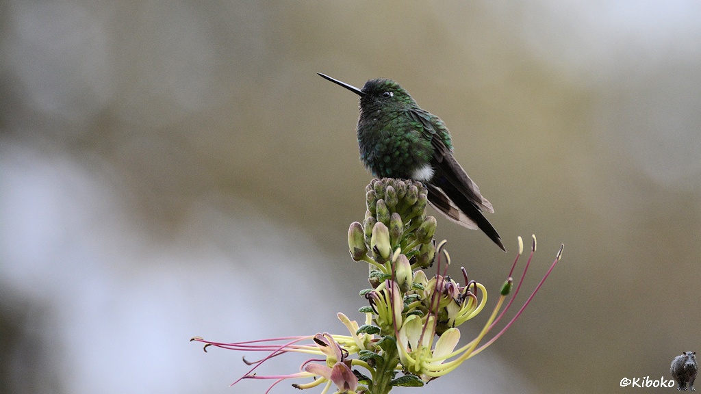 Das Bild zeigt einen grünen Kolibri mit braunem Schwanz auf der Spitze einer Blütendolde. Weiter unten sind die ersten gelben Blüten geöffnet. Der Hintergrund ist unscharf und bräunlich gefleckt.