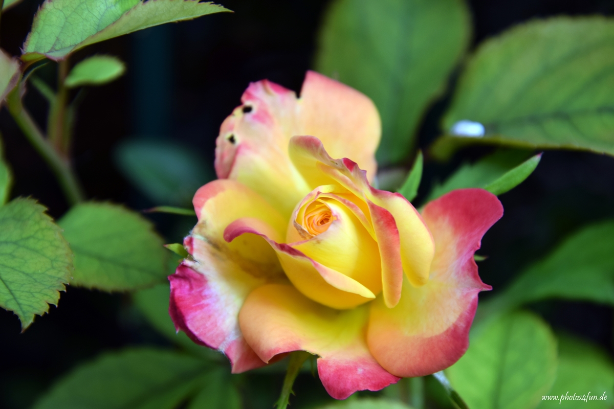 DSC_1684.JPG
