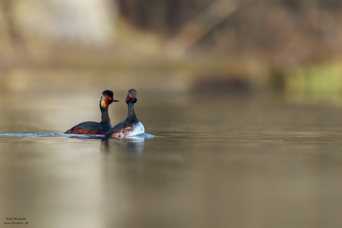 20150405_0089_PS_1200Px.jpg