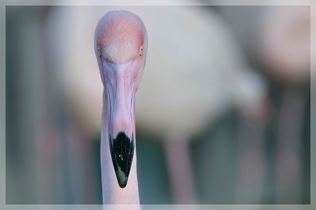 Flamingo_8500x_1024.jpg