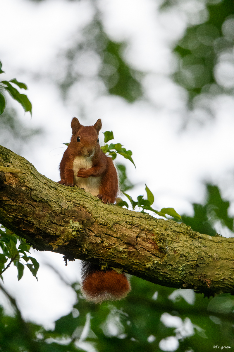 DSC_1368.jpg