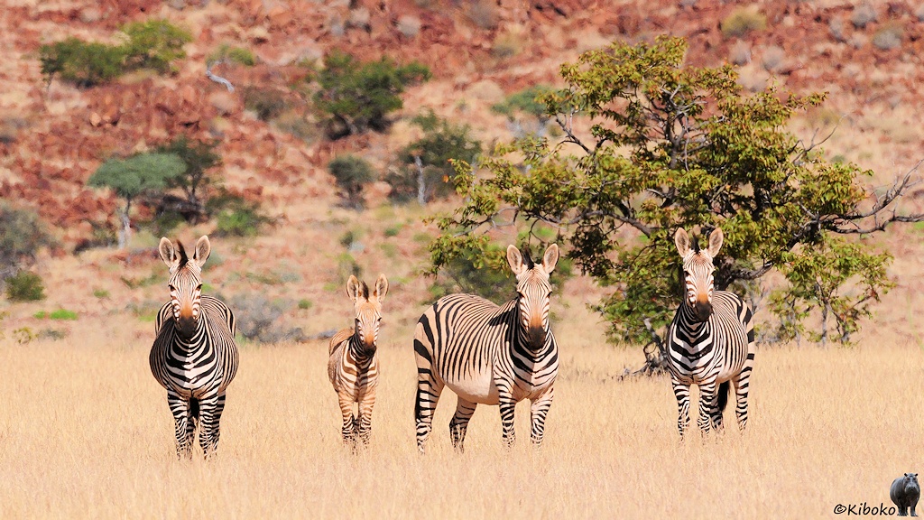 Vier Bergzebras stehen im gleichen Abstand nebeneinander und schauen in die Kamera. Im Hintergrund ist ein Baum und rotbraune Felsen.