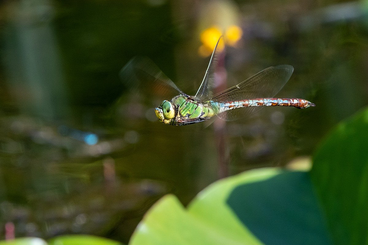 20190627_D500_1376NF.jpg