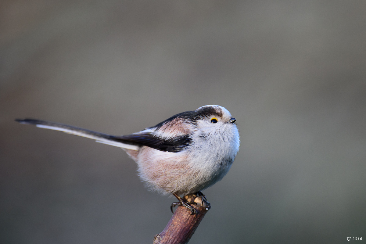 DSC_1902.jpg