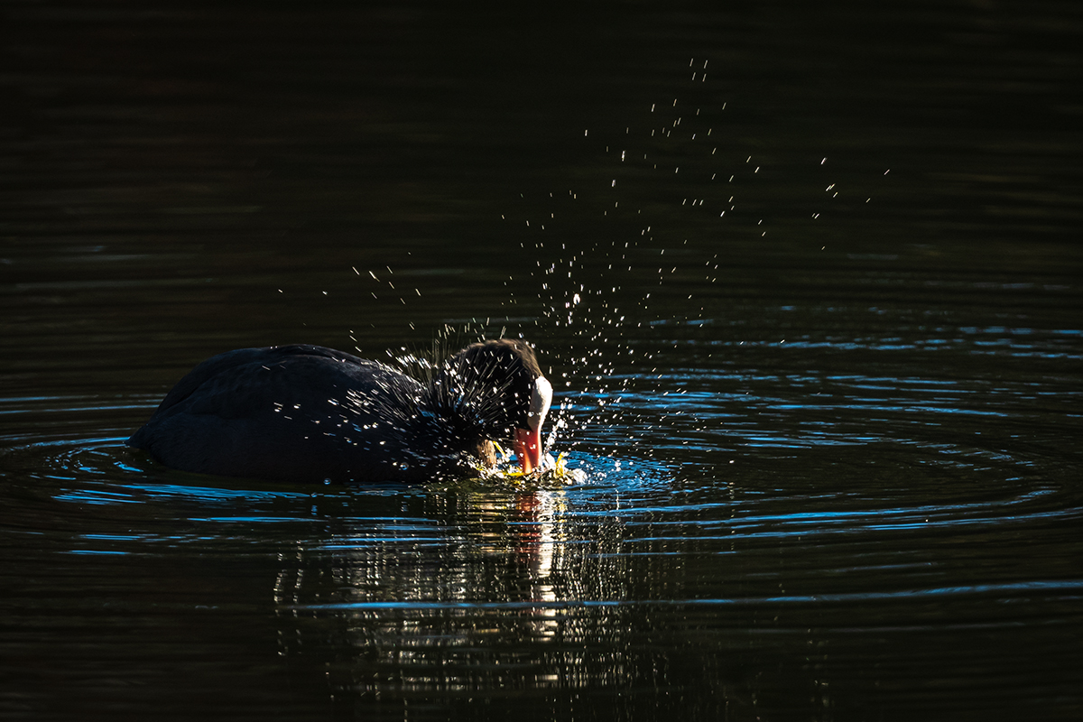 20201217_D500_1452NF.jpg