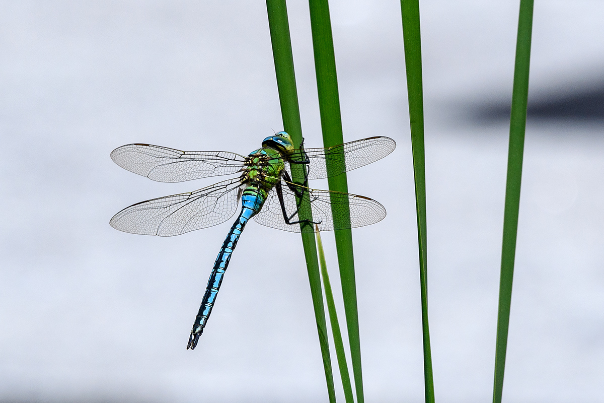 20180521_D500_3857NF.jpg