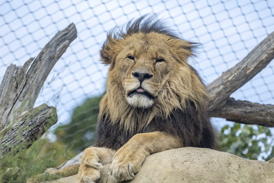 zoovienna24_70.jpg