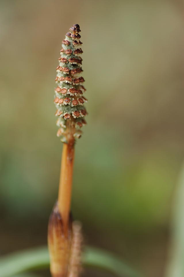 17850892mg.jpg