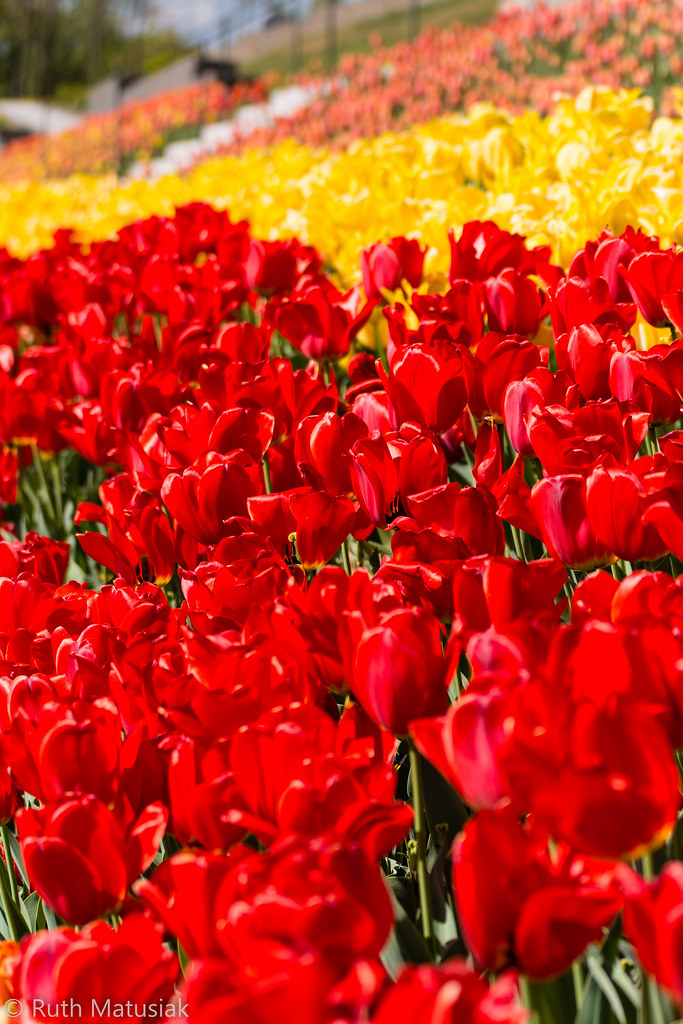 13905076086_8f5b1ff688_b.jpg