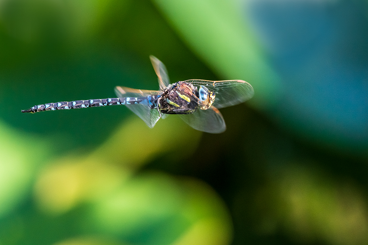 20190626_D500_1194NF.jpg