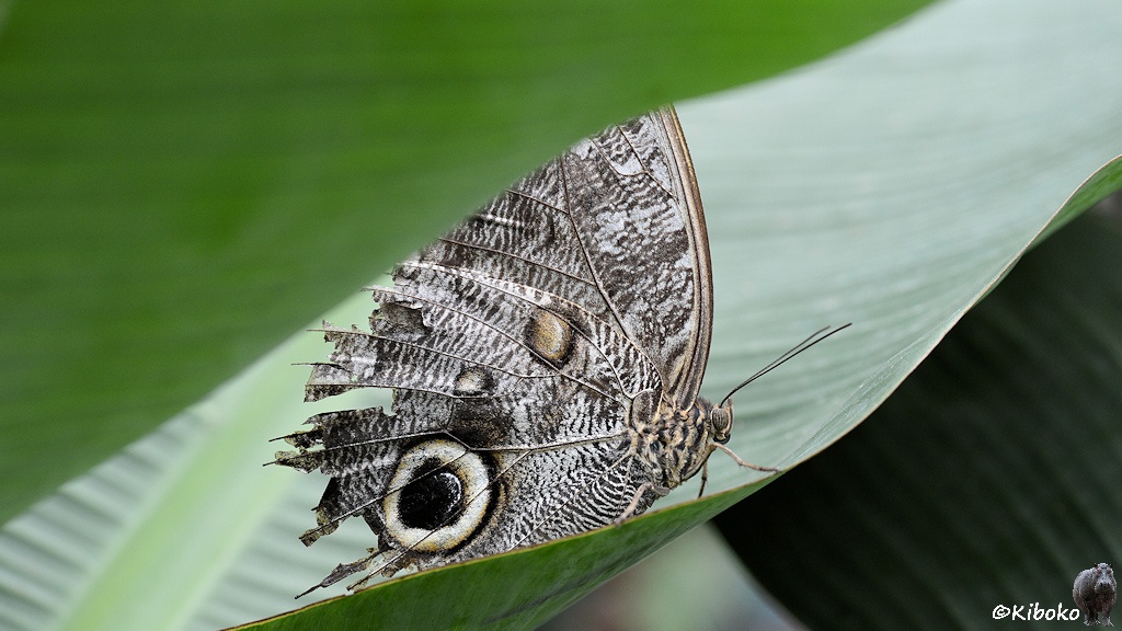 Das Bild zeigt einen großen Schmetterling mit ausgebreiteten Flügeln. Er sitzt auf einen Blatt. Die Flügel haben eine zarte dunkelbraun-weiße Maserung mit einem großen schwarzen Fleck mit weißer Umrandung und schwarzen Außenring. Der Fleck ähnelt einem Eulenauge. Die Flügel sind ausgefranst. Die linke obere Bildecke dominiert ein Blatt im Vordergrund.
