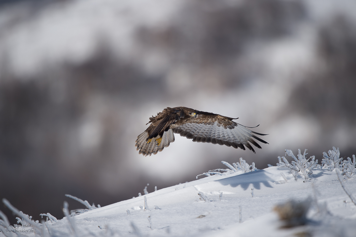 20160121_0334_NEF_unbearbeitet.jpg