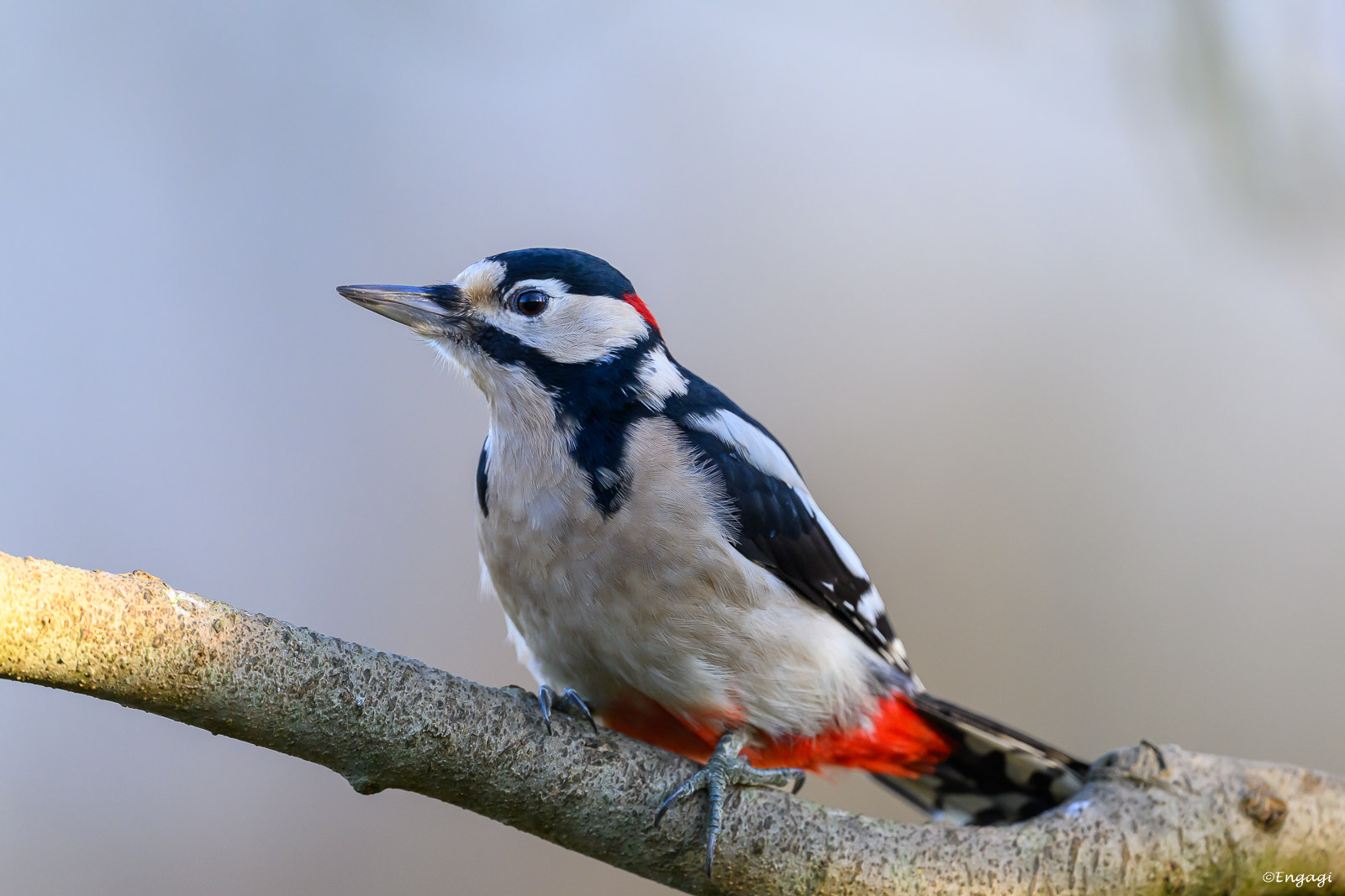 DSC_3514.jpg