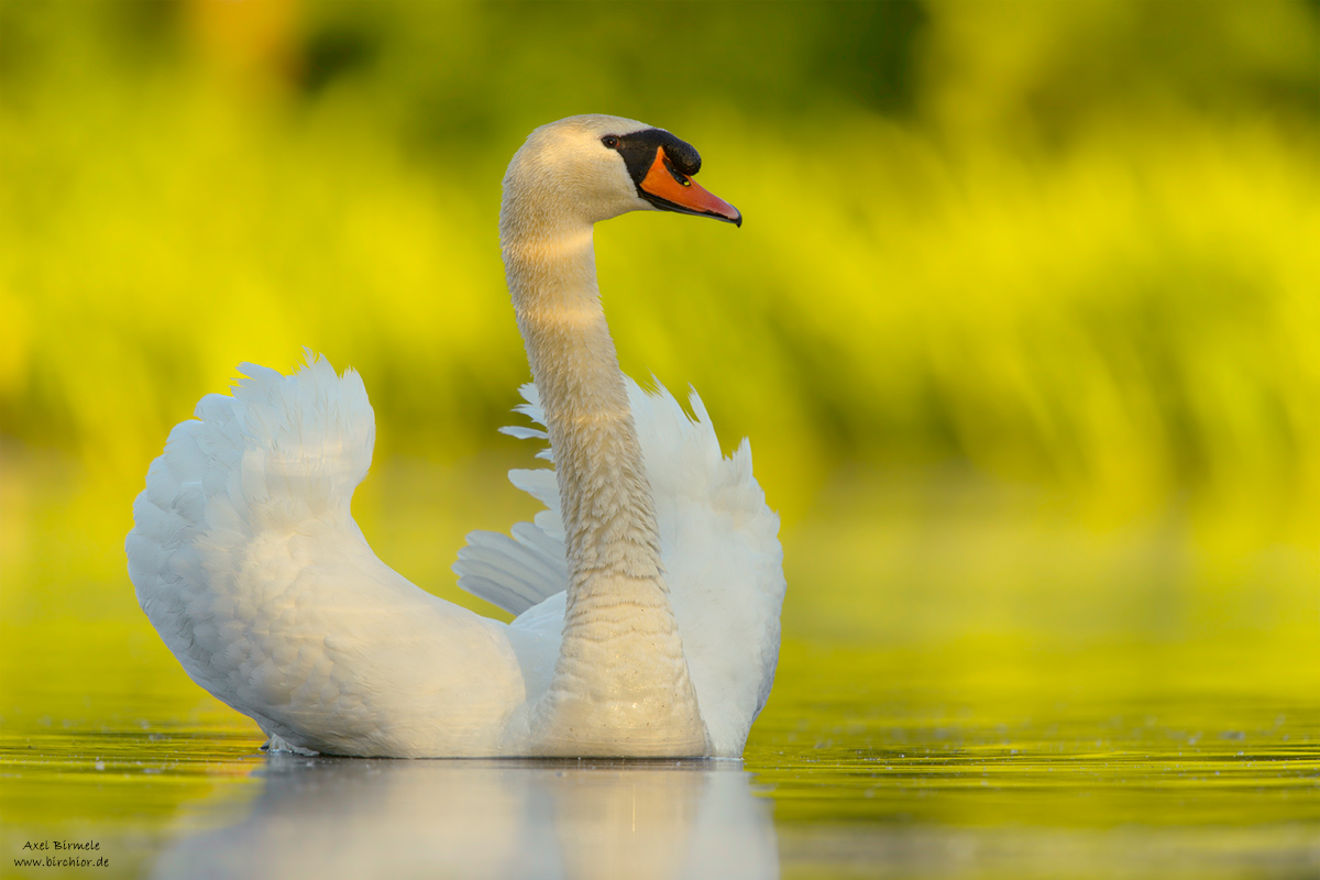 20150516_0586_PS_1200Px.jpg