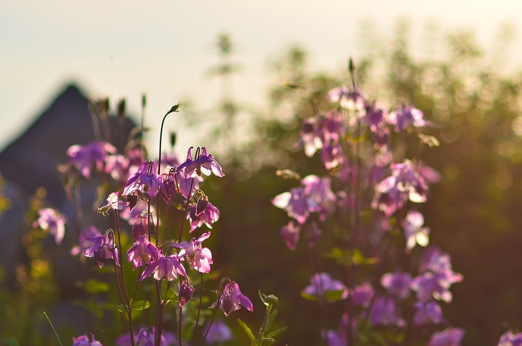7264377666_f3be0c3c8b_b.jpg