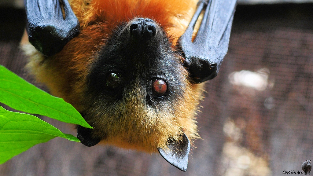 Porträt eines orangebraunen Flughundes mit schwarzer Schnauze und braunen Augen der mit dem Kopf nach unten hängt.