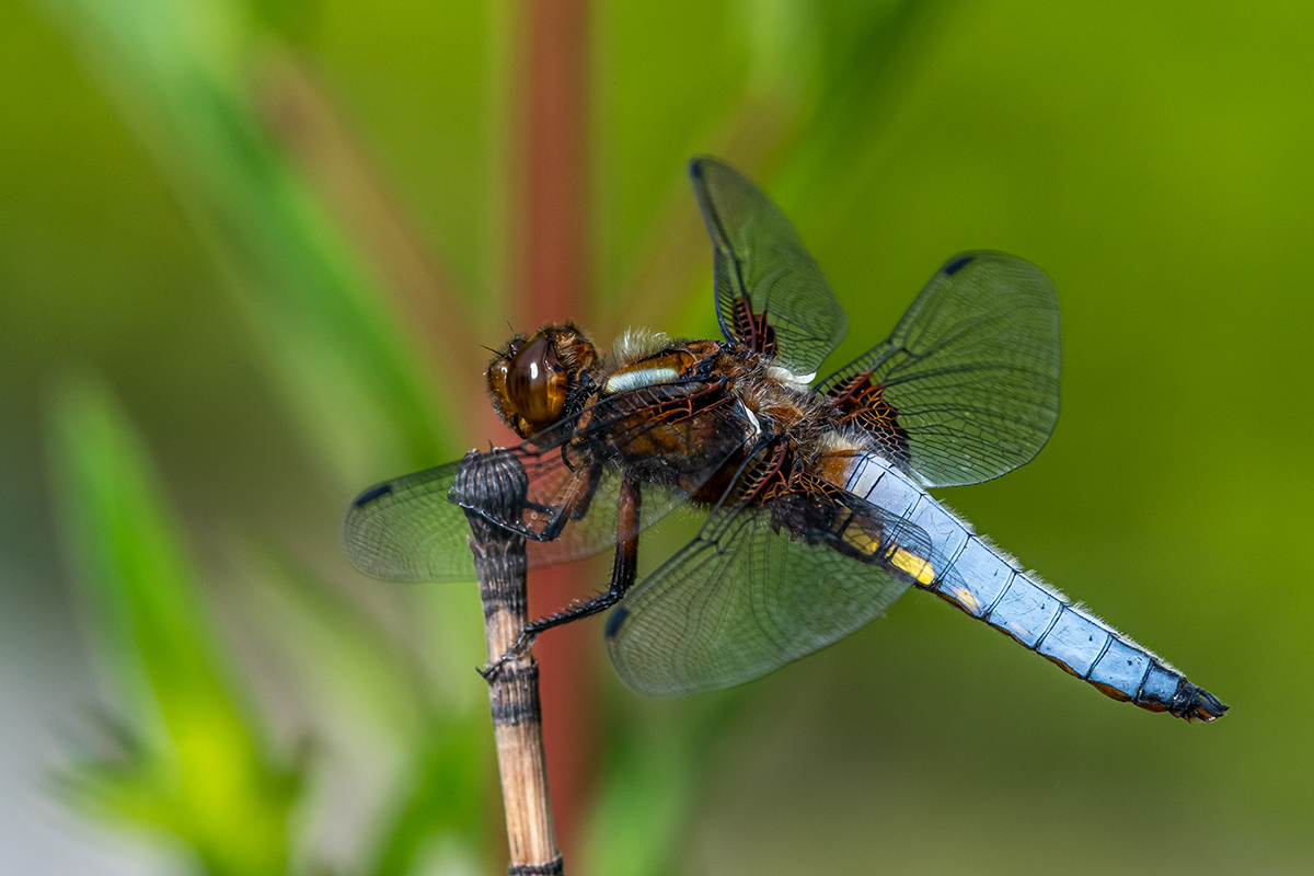 20190615_D500_0611NF.jpg