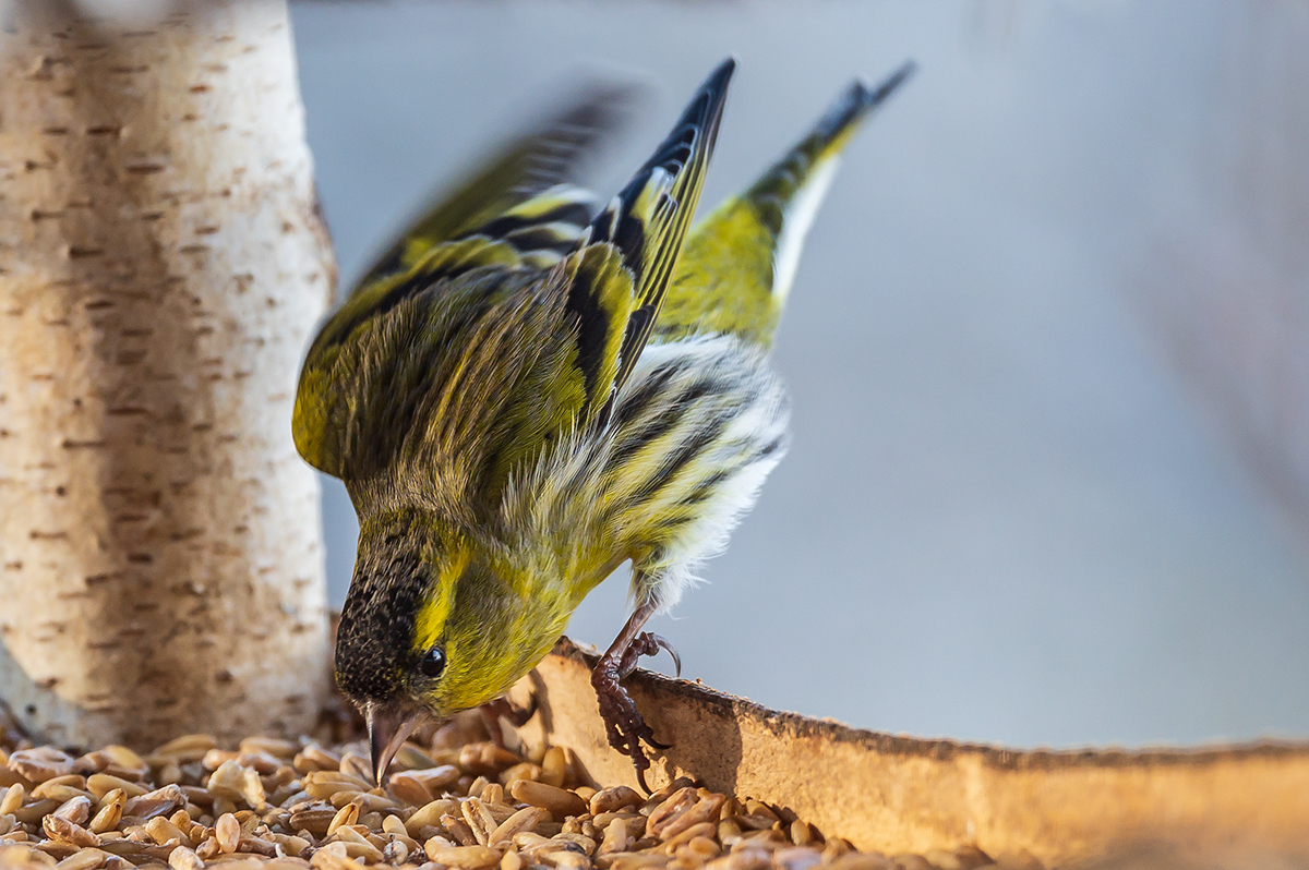 20201226_NZ6_3159NF.jpg