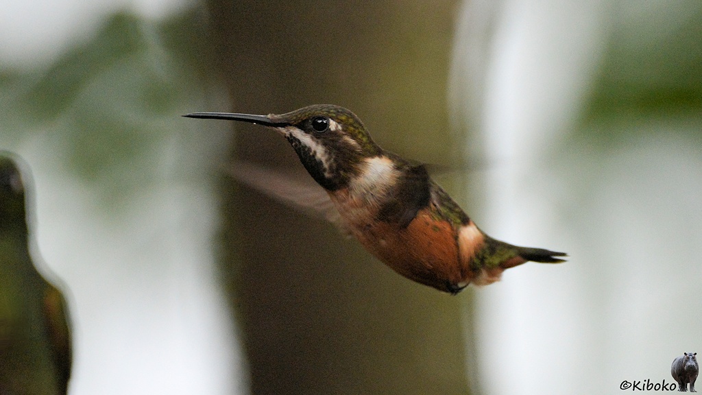 Das Bild zeigt einen kleinen dunkelgrünen Kolibri im Flug mit grüner Kehle, weißen Halsring und braunem Bauch.