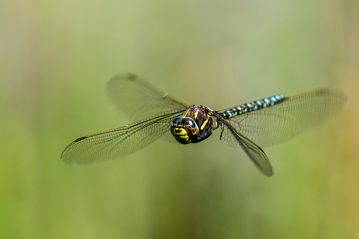 20200728_D850_2729NF.jpg