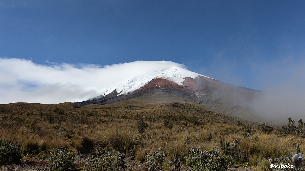 Das Bild zeigt einen Vulkan mit Schneekuppe. Auf der linken Seite hängt eine Wolkenschleppe am Gipfel. Im Vordergrund steigt die Landschaft an und ist mit trockenem hohen Gras und einzelnen Büschen bewachsen.