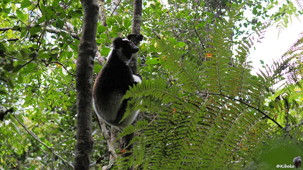 Ein schwarz-weißer Lemur mit weißen Beinen klammert sich an einen Baum. Der Lemur schaut nach rechts.