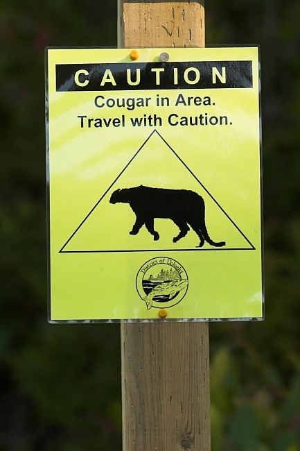 nff_cougarsign.jpg