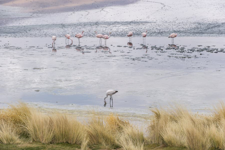 atacama16_046.jpg