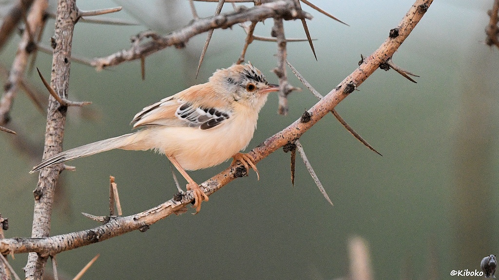 Das Bild zeigt einen kleinen beigen Vogel mit hellbraunem Rücken, einzelnen schwarzen Flügelfedern, spitzen Schnabel und orangen Beinen auf einem dornigen Ast.