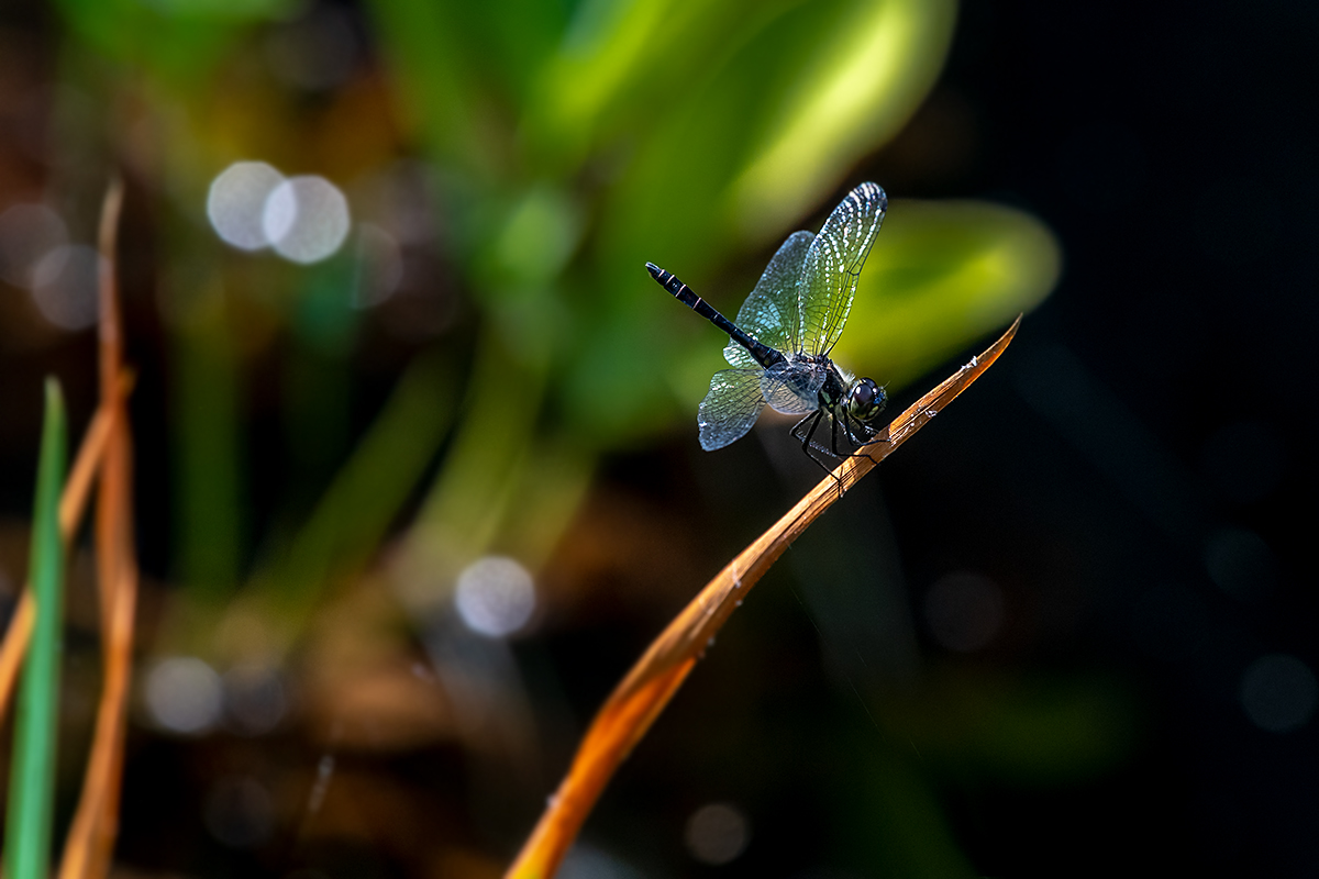 20180801_ND5_0154vNF.jpg
