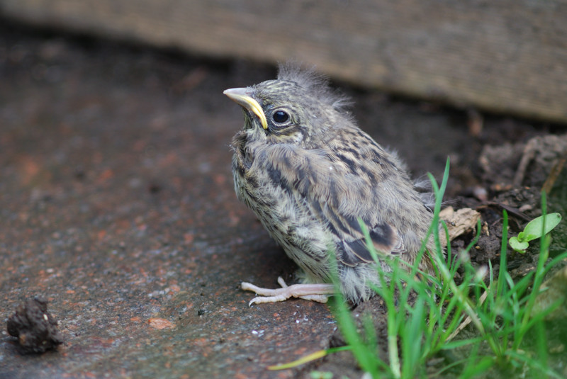 Vogelkueken.jpg
