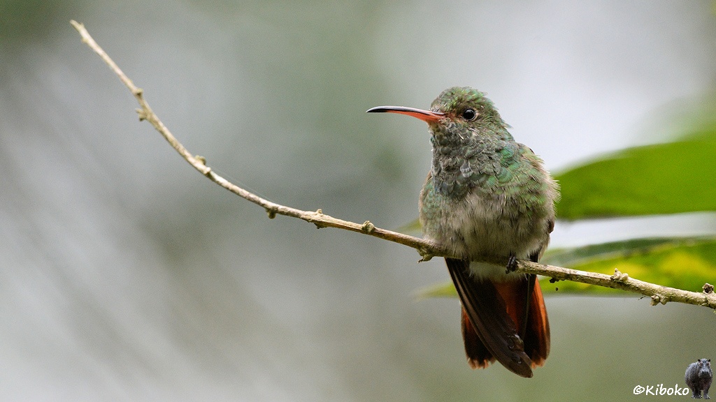 Das Bild zeigt einen graugrünen Kolibri mit schwarzem Schwanz auf einem dünnen Ast sitzend. Der rote Schnabel hat eine schwarze Spitze und ist leicht gebogen.