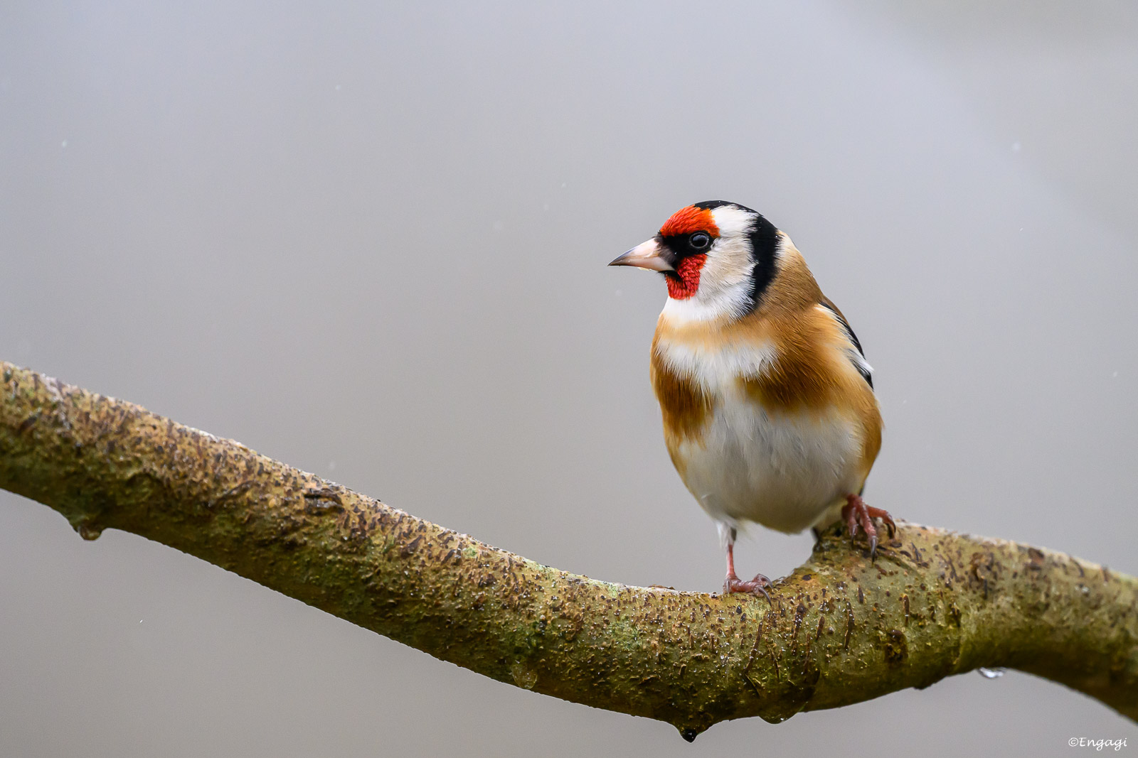 DSC_2331.jpg