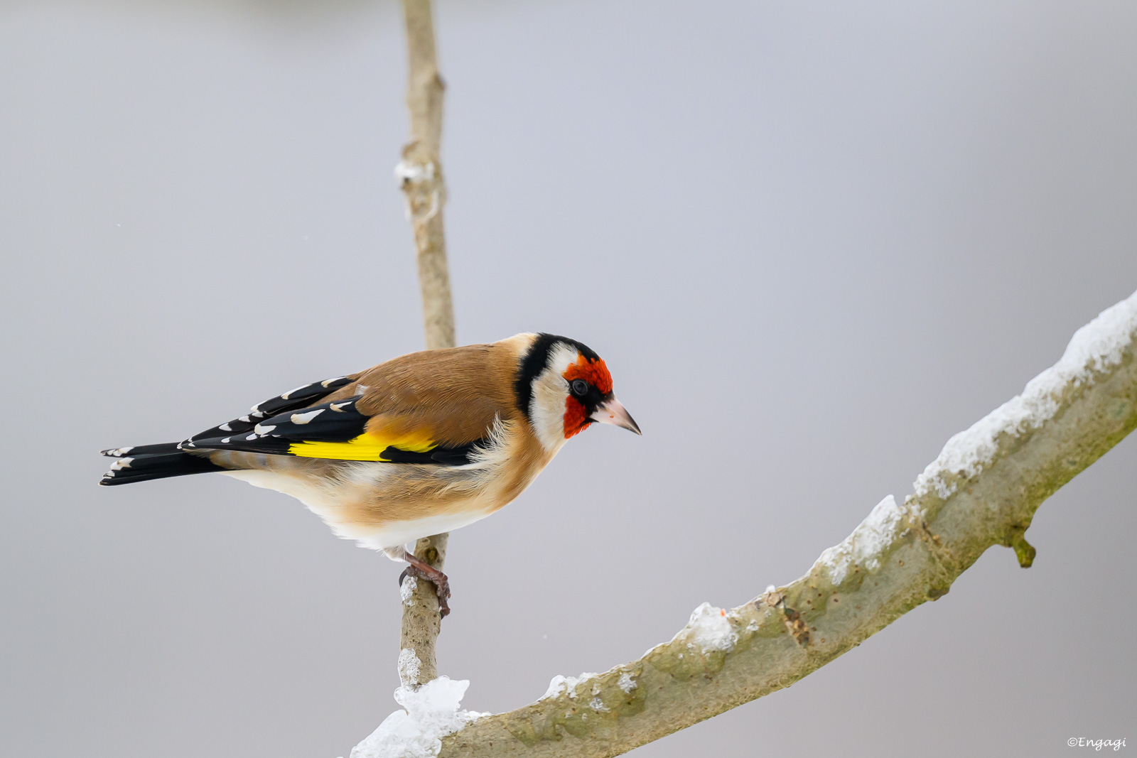 DSC_3595.jpg