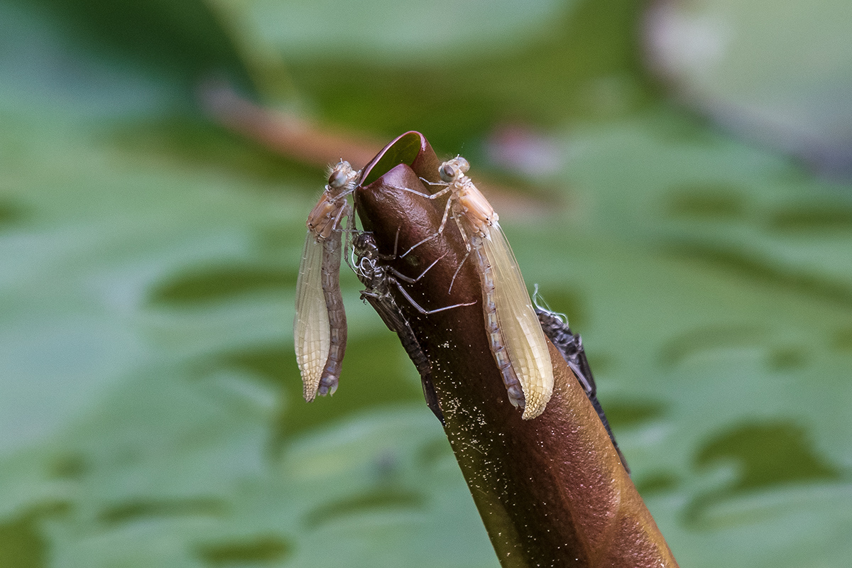 20200517_D500_2064NF.jpg