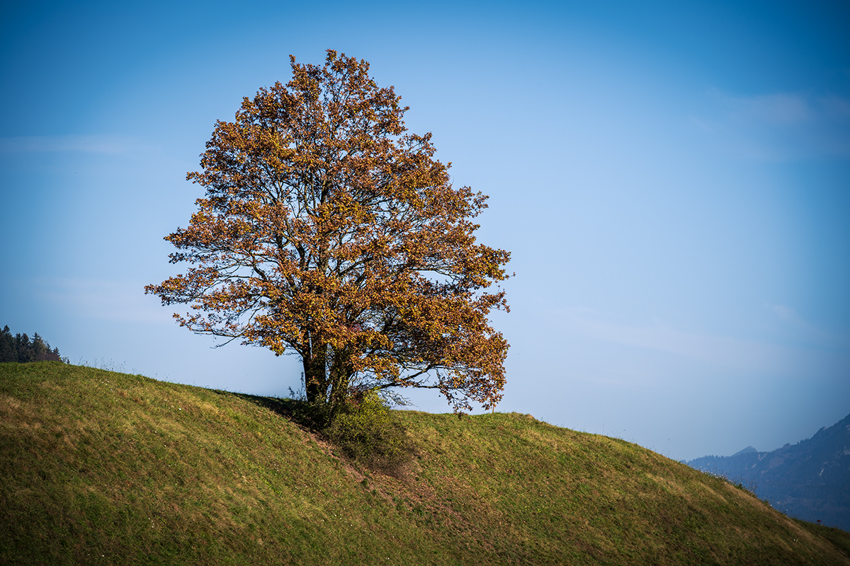 20201109_NZ7_1790NF.jpg
