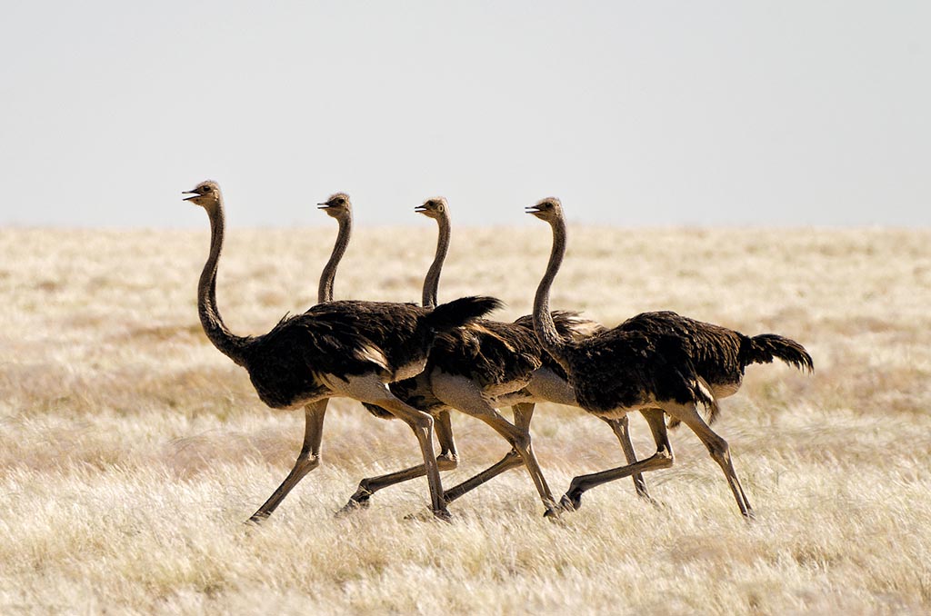 namibia_strausse_1.jpg