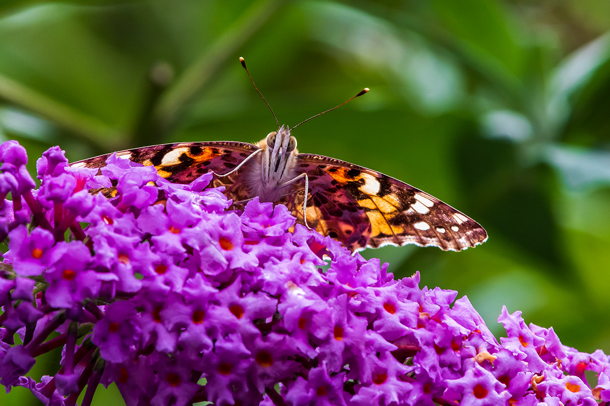 20190928_D500_1840NF.jpg