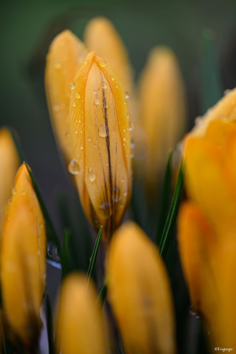 DSC_0733.jpg