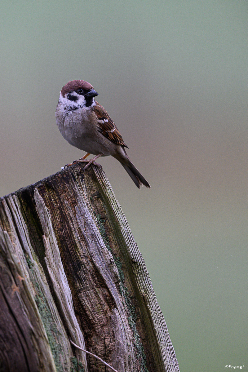 DSC_0711a.jpg