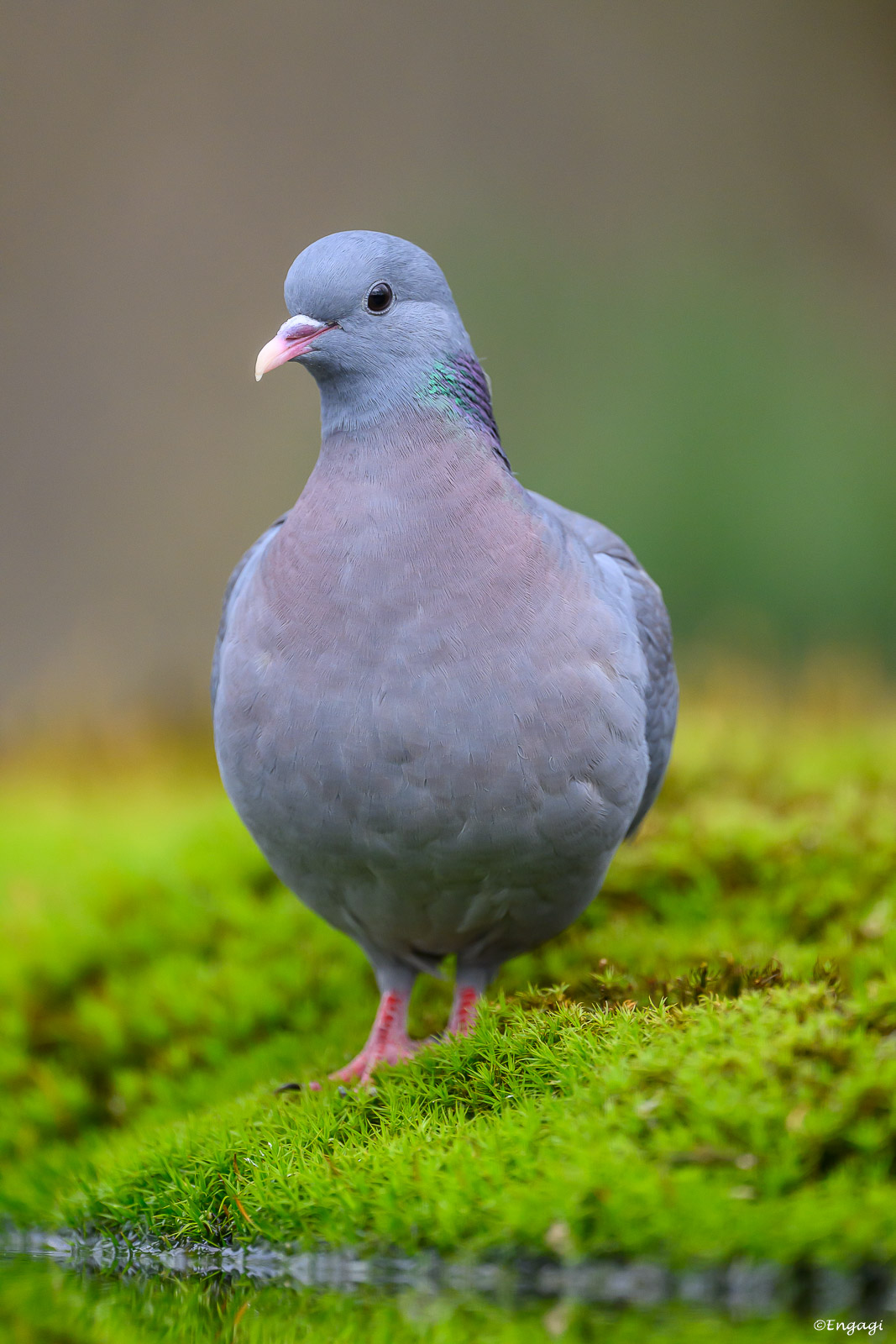 DSC_9958.jpg