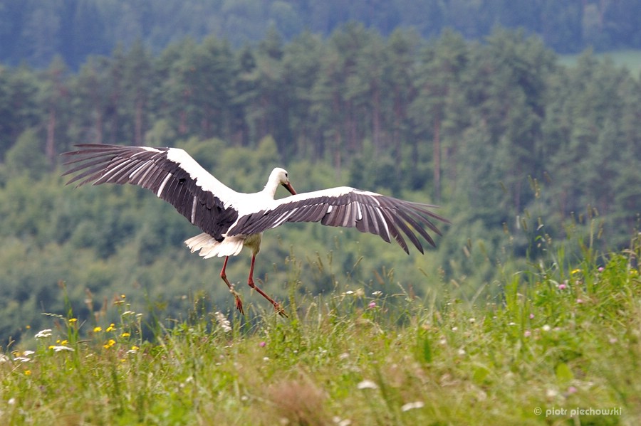 storch7.jpg