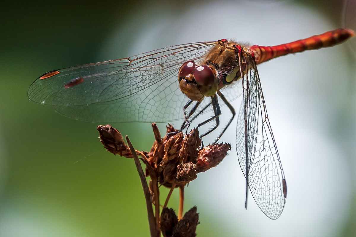 20190903_D500_0024NF.jpg