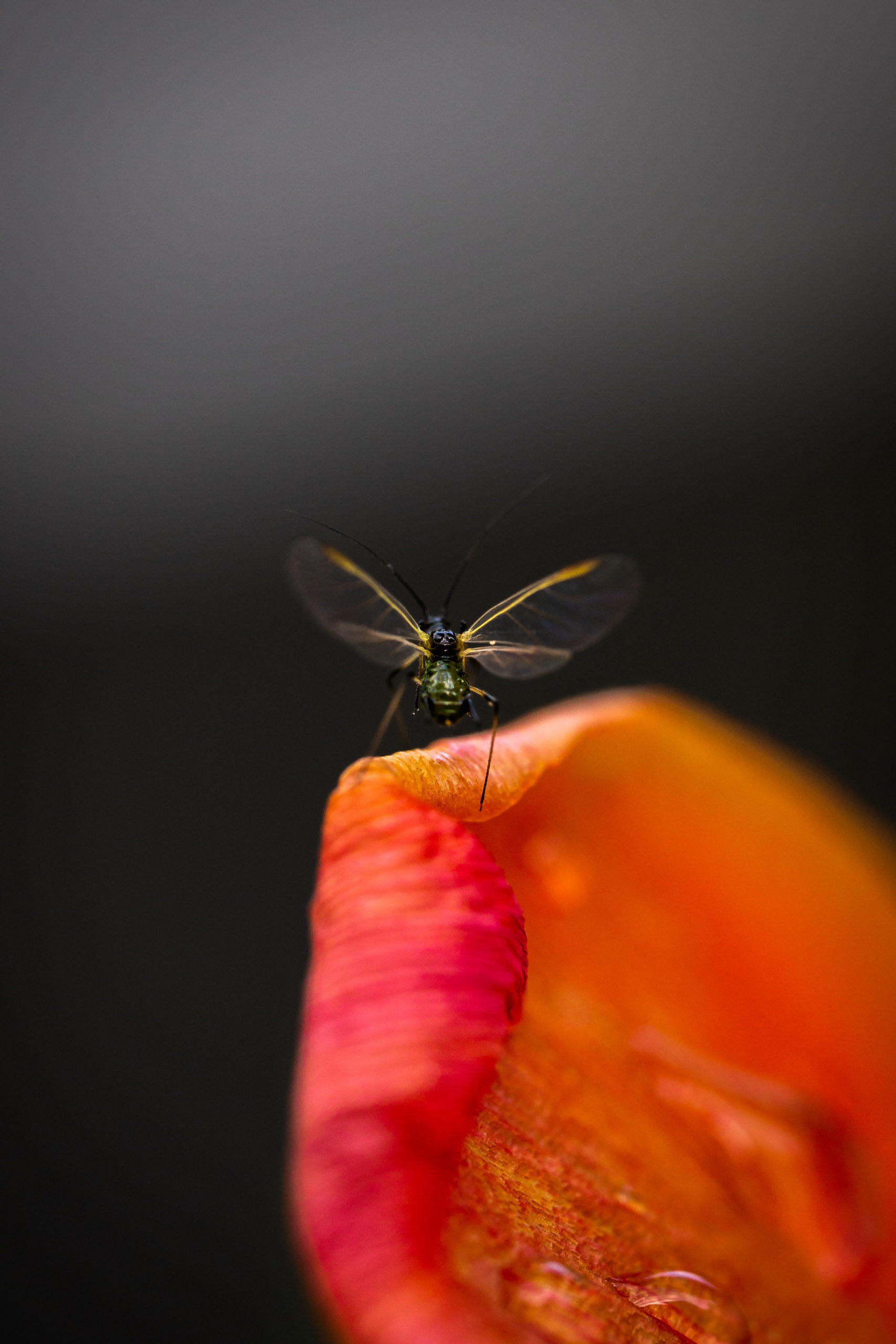 SebastianHaberkorn_Wildlife_Blog-2-scaled.jpg