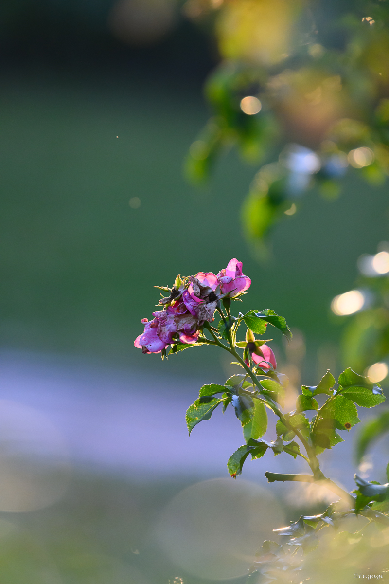 DSC_2982.jpg